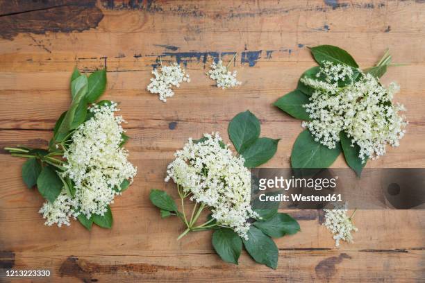 elderflowers (sambucus) with leaves on wooden table - elderberry stock-fotos und bilder