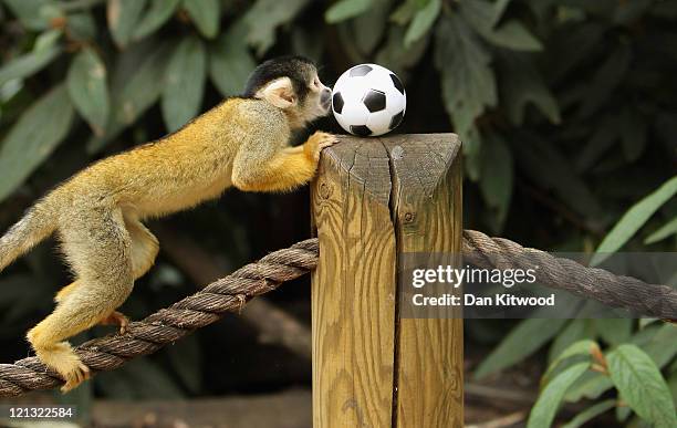 Bolivian Squirrel monkey plays with a toy football at London Zoo on August 18, 2011 in London, England. Male monkey Bounty has fathered eleven baby...
