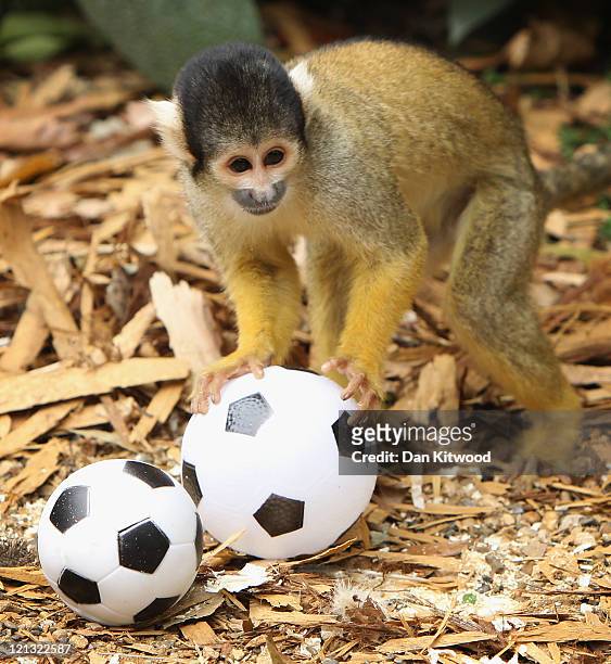 12,459 Animals Playing Football Photos and Premium High Res Pictures -  Getty Images