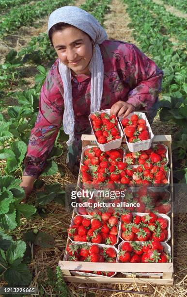 Eine Kiste mit Erdbeeren hat Nimed Sönmez am 20. Mai 1998 auf einem Erdbeerfeld in Buchholz vor sich. Die Kurdin plückt mit ihren Landsleuten auf den...
