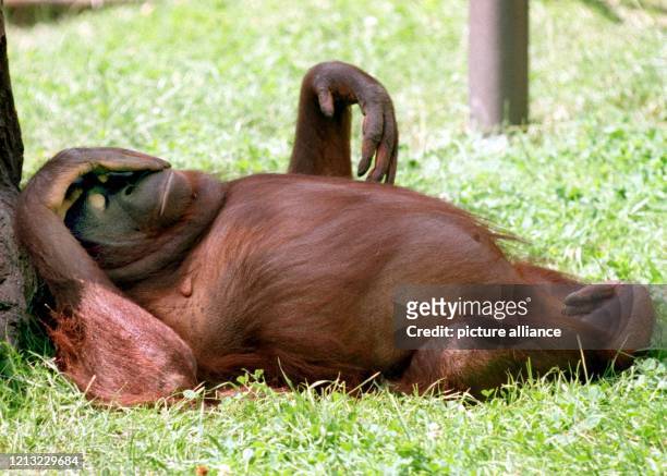 Bei einer "Affenhitze" von 38 Grad Celsius hat sich dieses Orang-Utan-Weibchen im Berliner Zoo am 21.7.1998 in den Schatten eines Baumes gelegt und...