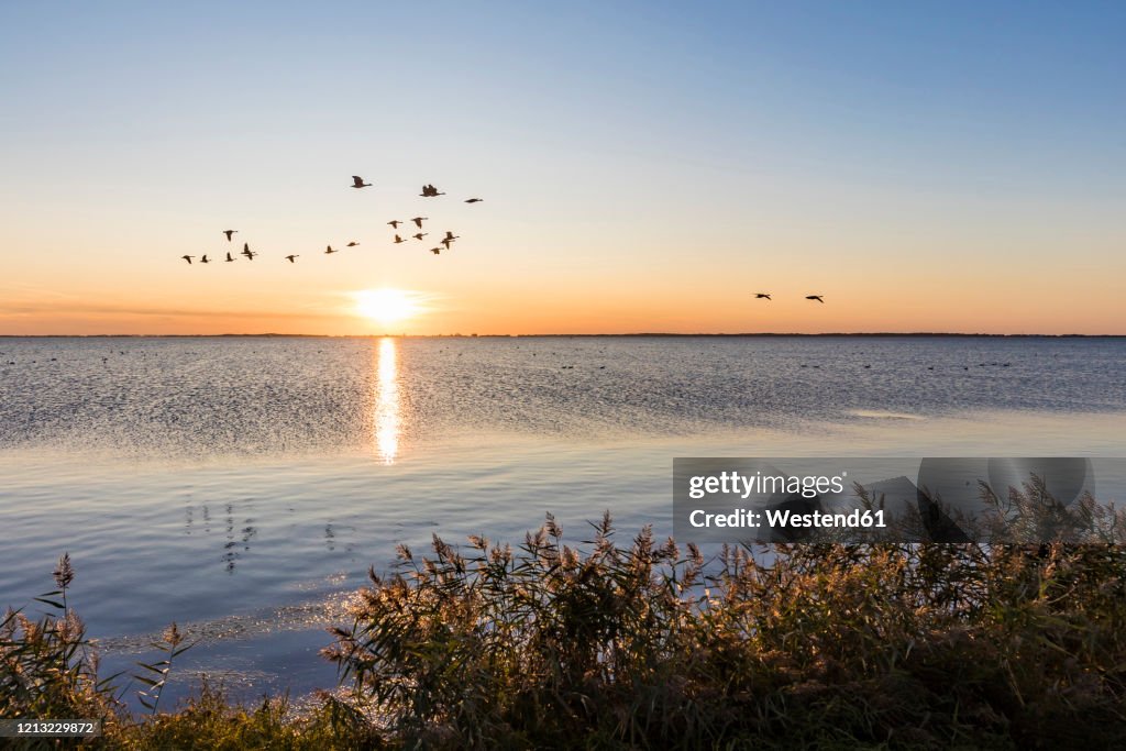 Germany, Mecklenburg-West Pomerania, Baltic Sea, Ruegen Island, Schaprode, Schaproder Bodden, Cranes (Grus grus) flying above sea at sunset