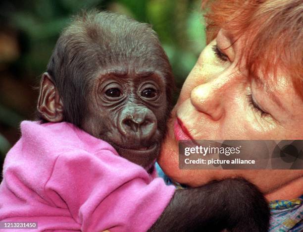 Das drei Monate alte Gorillamädchen "Iringa" schmiegt sich am 27.3.1998 im Münchner Tierpark Hellabrunn dicht an die Obertierpflegerin Bärbel Graf...