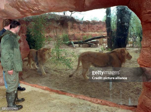 Durch eine Glasscheibe können Zoobesucher die Löwen "Max" und "Moritz" in der neugestalteten Sambesi-Landschaft am 8. April 1998 im Zoo in Hannover...