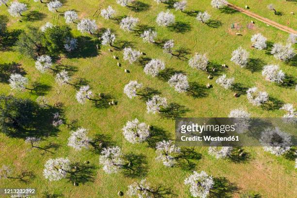 spain, balearic islands, bunyola, aerial view of flock of sheep grazing in almond orchard - almond orchard stock pictures, royalty-free photos & images