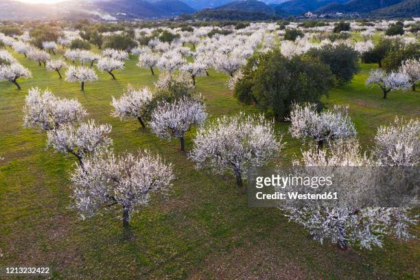 spain, balearic islands, bunyola, aerial view of almond trees in springtime orchard of serradetramuntana - almond tree 個照片及圖片檔