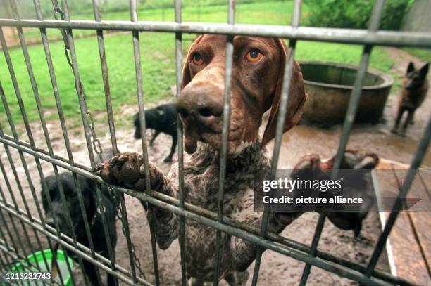 Traurig blickt dieser Hund am 9.7.1998 durch die Käfigstäbe des Hamburger Tierheim an der Süderstraße. Etwa 50 Tiere werden hier zur Zeit täglich...