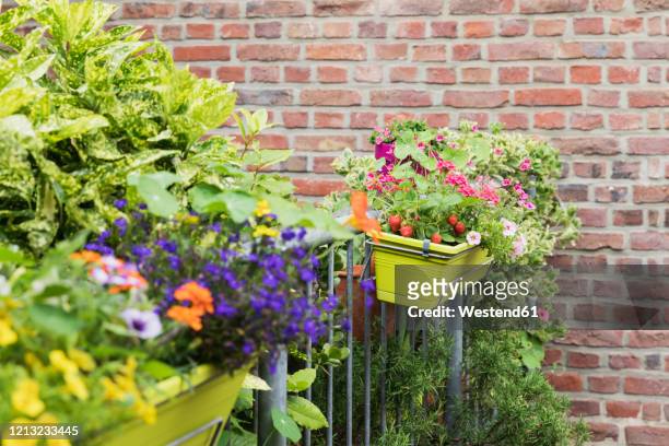 strawberries and various flowers growing in window box during summer - balkon blumen stock-fotos und bilder