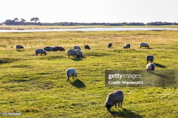 germany, mecklenburg-western pomerania, flock of sheep grazing in springtime pasture - hiddensee stock pictures, royalty-free photos & images