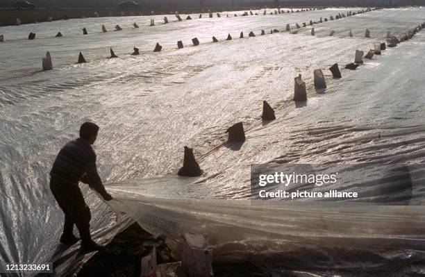Ein Landarbeiter überzieht am 4. Februar 1998 in Buchholz im Breisgau Erdbeerfelder mit im Gegenlicht glänzenden Plastikfolien. Mit Sand gefüllte...