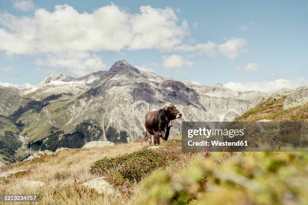 cow on an alpine meadow, graubuenden, switzerland - graubunden canton ストックフォトと画像