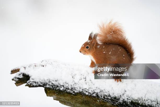 eurasian red squirrel on snow-covered tree trunk - squirrel snow stock pictures, royalty-free photos & images