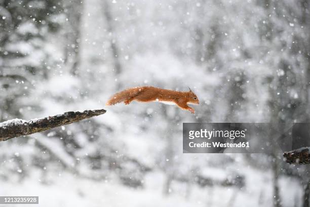 jumping eurasian red squirrel in winter forest - squirrel imagens e fotografias de stock