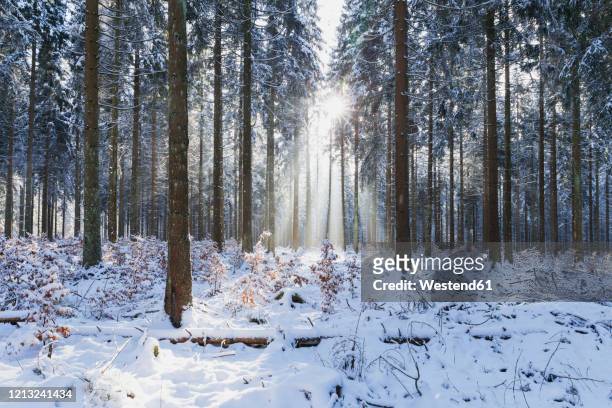 germany, north rhine-westafalia, sunlight illuminating snow-covered forest in eifel national park - deutschland wald winter stock-fotos und bilder