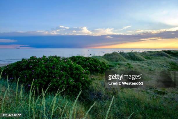 sunset at the coast, kattegat, sardal nature reserve, halland, sweden - kattegat stock-fotos und bilder