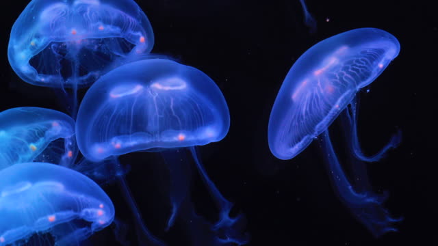 490 Moon Jellyfish Videos and HD Footage - Getty Images