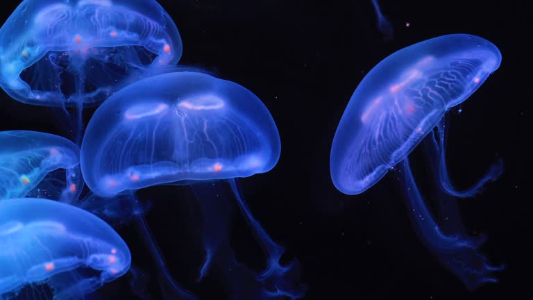 490 Moon Jellyfish Videos and HD Footage - Getty Images 490 Moon Jellyfish Videos and HD Footage - Getty Images