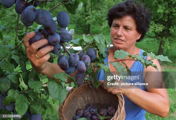 In die Vollen greift Landwirtin Renate Wörner am 20.8.1997 in Vogtsburg-Oberbergen bei der Ernte von Zwetschgen der Sorte Cacak. In den...