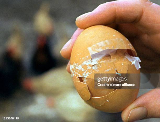 Das angeblich dickste Hühnerei der Welt wird 2.2.1998 in "restauriertem" Zustand auf einem Hühnerhof bei Emden gezeigt. Der Besitzer hatte sich zuvor...