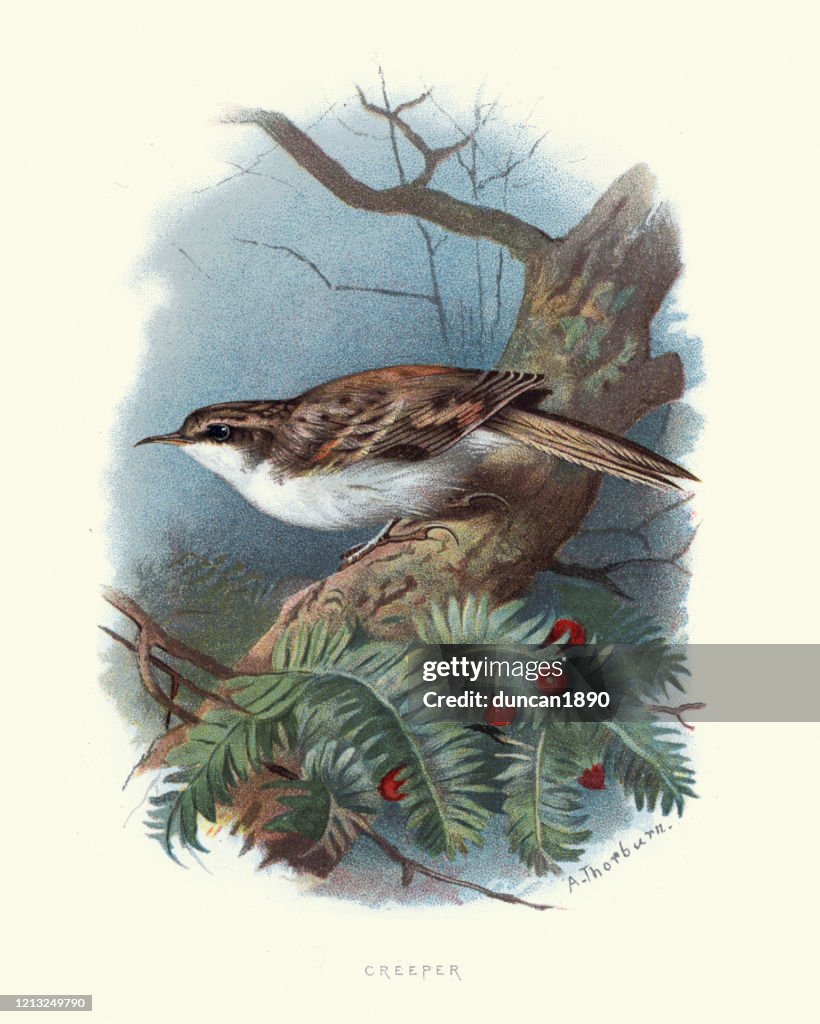 Uccelli selvatici, cireeper eurasiatici o cicredi comuni (Certhia familiaris)