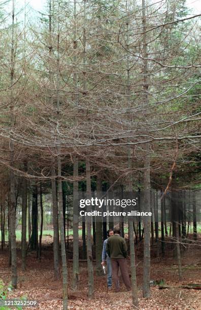 Blick auf einen von Schwammspinnerraupen kahlgefressenen Tannenwald bei Mörfelden , aufgenommen am 17. Juni 1993. Die Insekten haben im...