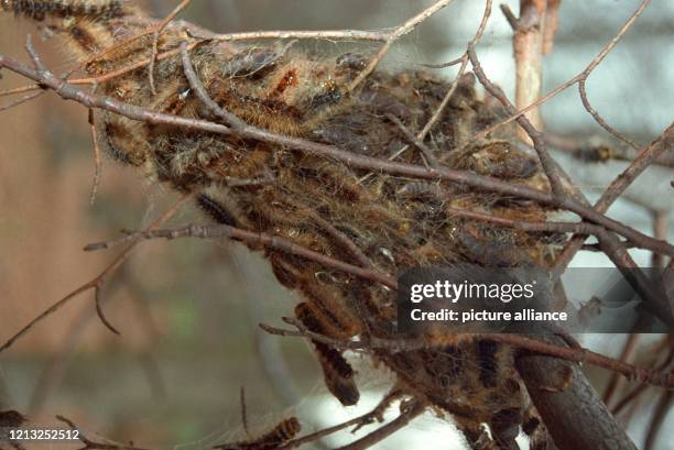 Schwammspinnerraupen haben sich an den Ästen in einen Kokon eingesponnen, aufgenommen am 17. Juni 1993 bei Mörfelden . Die Insekten haben im...