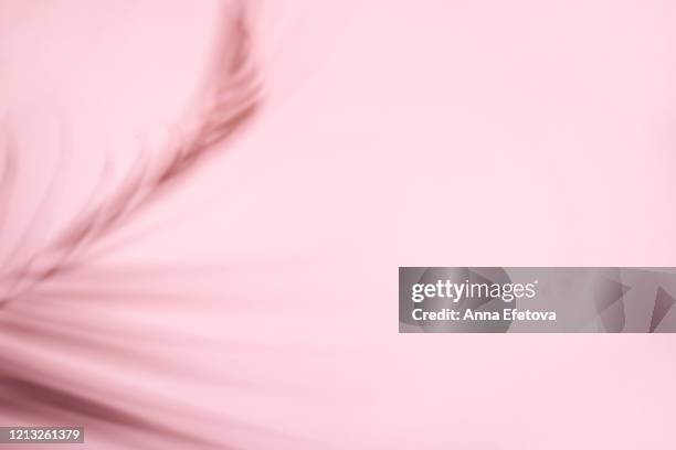 shadow from tropical leaf - coconut palm tree stock pictures, royalty-free photos & images