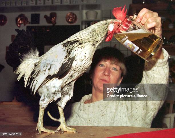 Zwerghahn "Sumy" trinkt am 6.1.1997 auf dem Küchentisch seiner Besitzerin Rita Schroeder in Bönstrup bei Flensburg sein Bierchen. Seit Sumy vor drei...