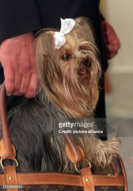 Nicht ohne meinen Hund: Daisy ist natürlich dabei, als "Modezar" Rudolph Moshammer am 19.6.1998 auf dem Münchner Odeonsplatz versucht, das...