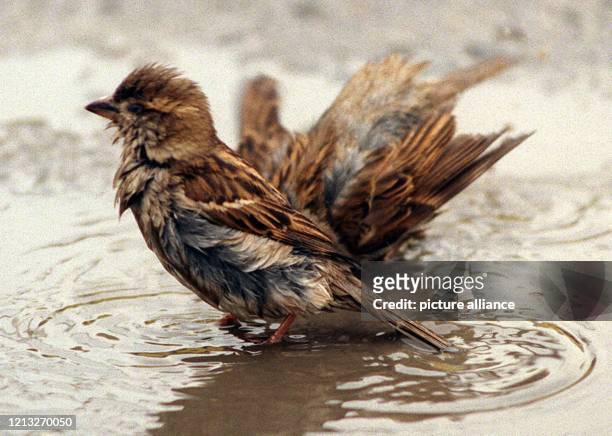 Zwei Spatzen baden am 6.4.1999 in den Pfützen, die ein Regenguss in Berlin hinterlassen hat. Der Haussperling wurde von den Naturschützern zum "Vogel...