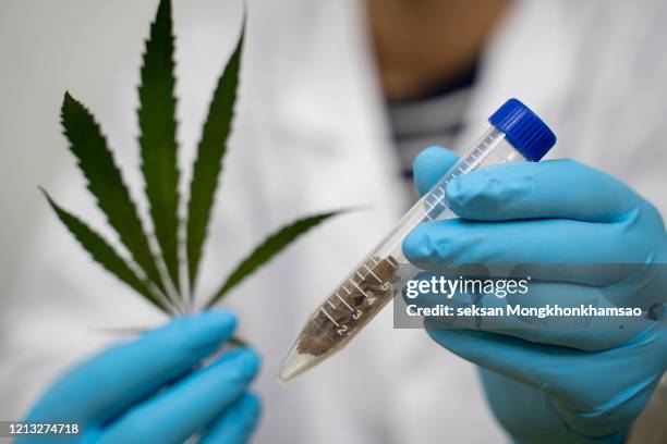 powder of cannabis (drugs), analysis of cannabis in laboratory. - cannabis leaf fotografías e imágenes de stock