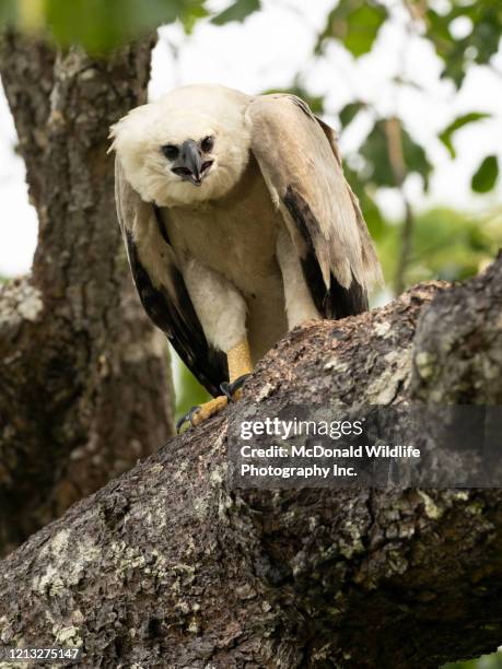 harpy eagle - harpies stockfoto's en -beelden