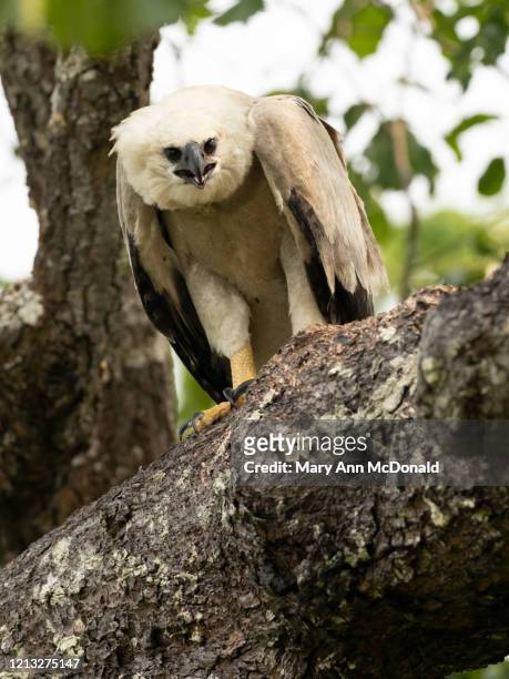 harpy eagle - harpy eagle 個照片及圖片檔
