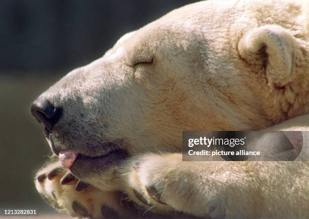 Überwältigt vom sommerlichen Frühjahrswetter gönnt sich der Eisbär im Münchner Tierpark Hellabrunn am 14.5.1997 ein ausgiebiges Nickerchen. Von den...