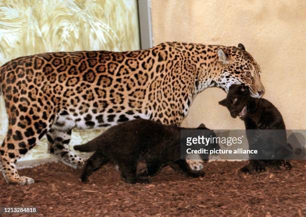 Ein Paar pechschwarzer Jungtiere betreut die gefleckte Jaguar-Mutter "Sally" am 6.12.1996 im Münchner Tierpark Hellabrunn. Die Farbe vererbte ihnen...