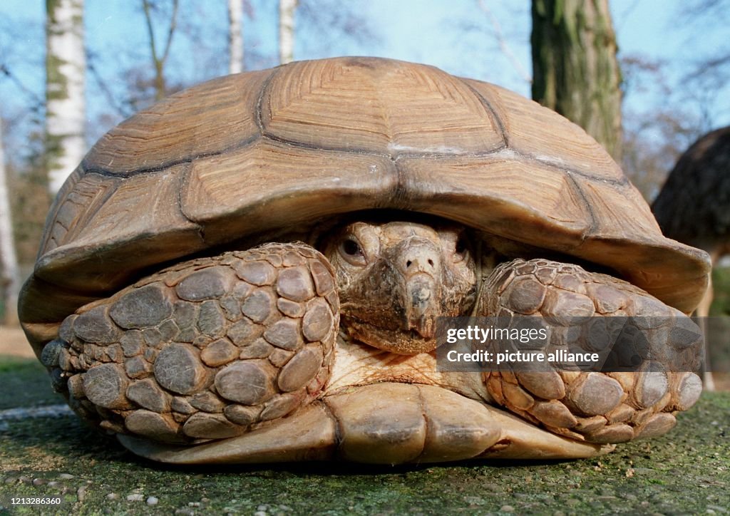 Riesenschildkröte nach Zugfahrt wieder zu Hause