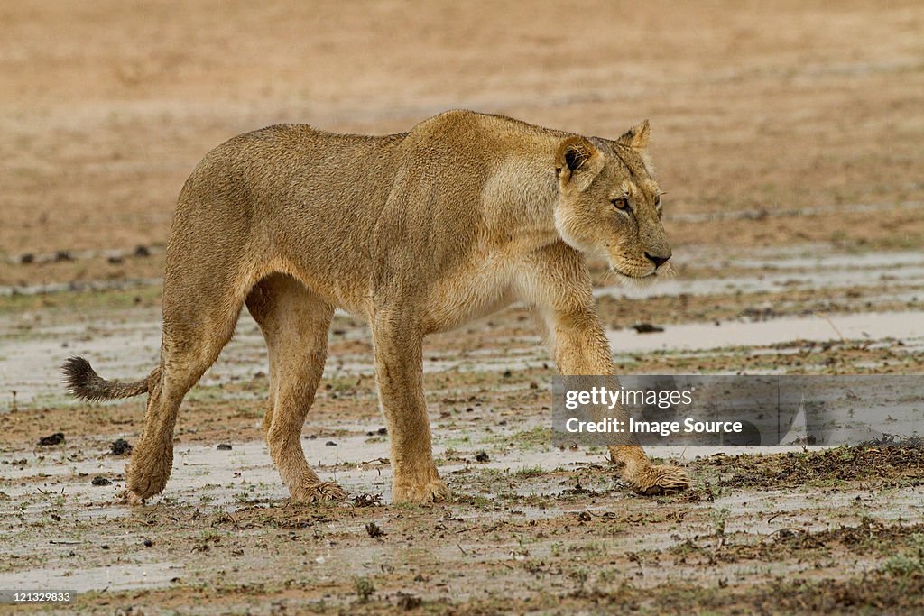Lioness walking in desert