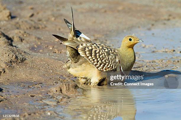 salon du namib sandgrouse dans waterhole - animal mâle photos et images de collection