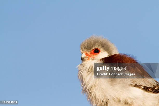 Zwergfalke Portrt, Stock-Foto