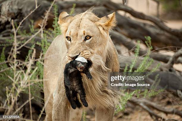 lion with honey badger in mouth - honey badger stock pictures, royalty-free photos & images