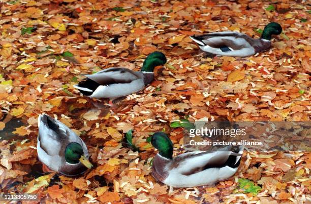 In einem Blättermeer können die Enten zur Zeit auf dem Eckensee im Stuttgarter Schloßpark schwimmen . Kräftige Herbstböen haben das Laub der...