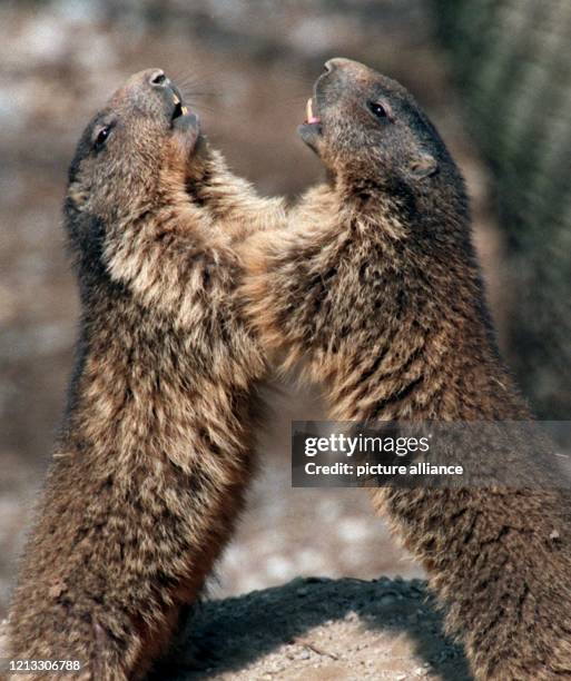 Gut ausgeschlafen in den Frühling das können sich diese zwei munteren Alpenmurmeltiere sagen, die am 14.3.1997 vor ihrem Bau im Münchner Tierpark...