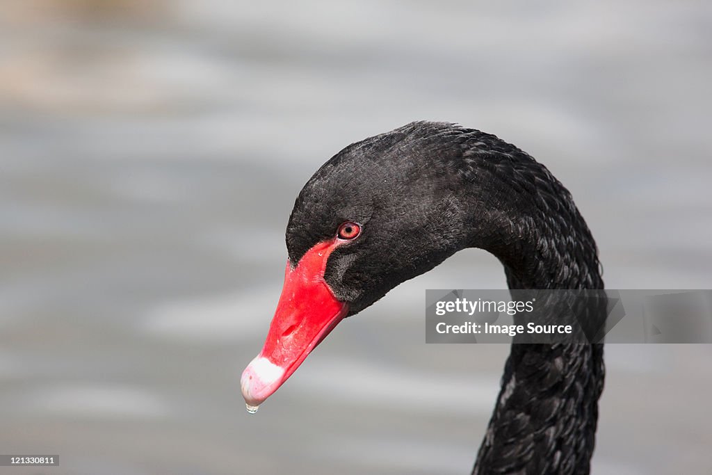 Black swan, portrait