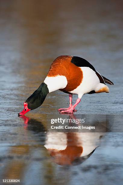 common shelduck - shelduck stock pictures, royalty-free photos & images