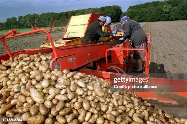 Die Kartoffelernte im nördlichen Niedersachsen hat mit Verspätung begonnen. Im Schrittempo fährt der Trecker von Landwirt Ernst Krumstroh bei...