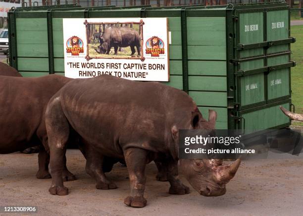Das fünf Jahre alte Breitmaulnashorn Kai am 15.9.1996 vor seiner Reisekiste im Serengeti Safaripark Hodenhagen . Am 22. September wird der Bulle rund...