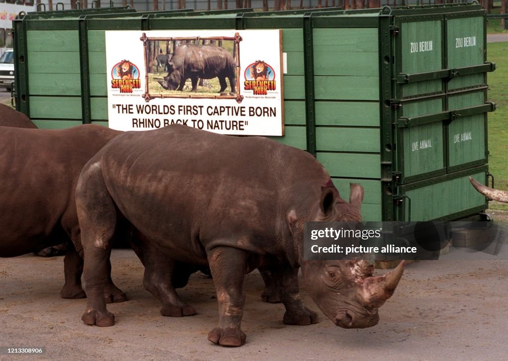 Nashorn Kai fliegt rund 10000 Kilometer in die Heimat