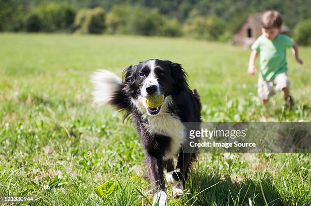 hund und eine junge laufen in feld - dog and ball stock-fotos und bilder