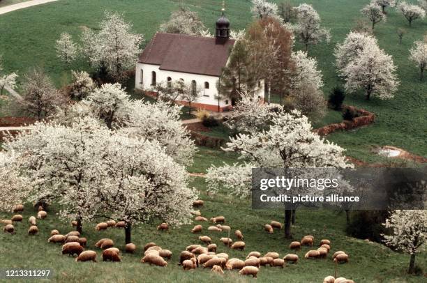 Schafe weiden unter blühenden Kischbäumen, im Hintergrund die Berghauser Kapelle in der Gemarkung Ebringen, aufgenommen im April 1993.