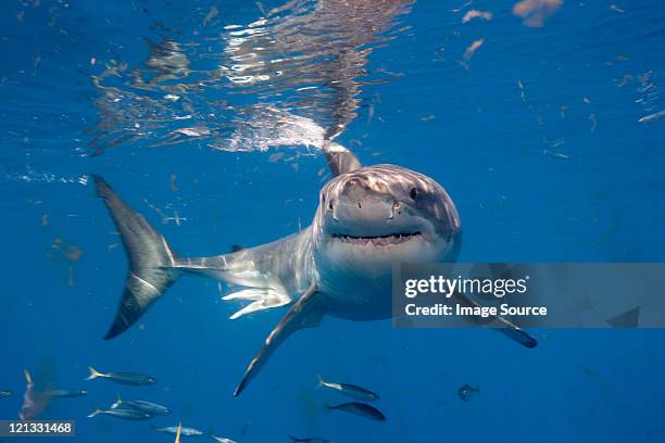 great white shark, mexico - great white shark stock pictures, royalty-free photos & images